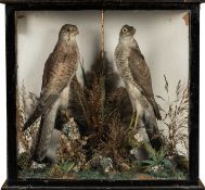 THE NATURAL HISTORY CLUB HOUSE: ANTIQUE TAXIDERMY KESTREL & SPARROW HAWK Falco tinnunculus &