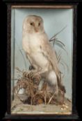 THE NATURAL HISTORY CLUB HOUSE: ANTIQUE TAXIDERMY BARN OWL Tyto alba, perched on rockwork stump,