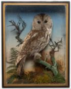 NATURAL HISTORY CLUB HOUSE: ANTIQUE TAXIDERMY TAWNY OWL, Strix aluco, by Jefferies of Carmarthen,