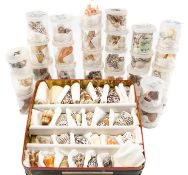 NATURAL HISTORY CLUB HOUSE: COLLECTION OF FIJI CONE SHELLS, 24 various good sized specimens,