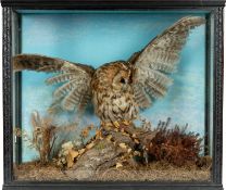 THE NATURAL HISTORY CLUB HOUSE: ANTIQUE TAXIDERMY TAWNY OWL, Strix aluco, perched on rock with