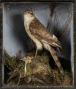 THE NATURAL HISTORY CLUB HOUSE: ANTIQUE TAXIDERMY SPARROW HAWK Accipiter nisus, perched on mossy