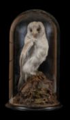 THE NATURAL HISTORY CLUB HOUSE: ANTIQUE TAXIDERMY BARN OWL Tyto alba, perched on stump and rockwork,
