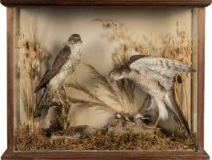 THE NATURAL HISTORY CLUB HOUSE: ANTIQUE TAXIDERMY SPARROW HAWK PAIR Accipiter nisus, perched on