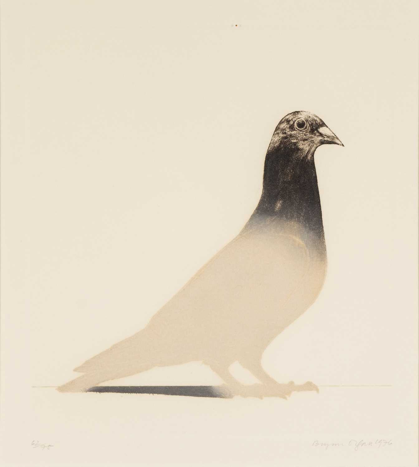 ‡ BRYAN ORGAN (British b.1935) limited edition (62/75) colour lithograph - 'Pigeon', signed and