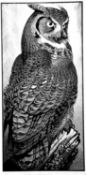 COLIN SEE-PAYNTON wood engraving - entitled 'Great Horned Owl', 58 x 41cms Gallery Price: £395