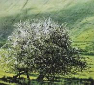 CERI AUCKLAND DAVIES (b. 1951) limited edition print - entitled 'The Tree', signed, 70 x 74cms
