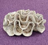 BEVERLEY BELL-HUGHES (b. 1948) ceramic sculpture - 'Sea Crib', 14 (h) x 25 (w) x 35cms (d) Gallery