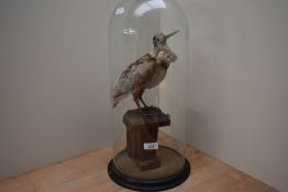 A taxidermy study of a woodcock under a victorian glass dome on ebonised base