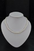 A string of cultured pearls of even form having 9ct gold spherical ball and tongue clasp approx 18'