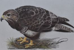 Ruth Tyson (20th Century), pastel, Buzzard, signed to the lower right, framed, mounted, and under