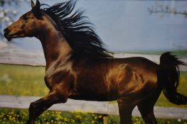 A photographic print of a galloping horse, framed and under glass, measuring 66cm x 90cm overall