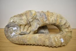 A large fossilised Ammonite, of geological interest, approx 52cm width.