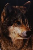 After Steven Townsend (b.1955, British), coloured print, Study of a wolf, signed to the lower right,