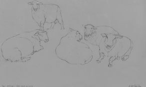 Dido Crosby (b.1961, British), pencil on paper, 'Tups Resting, Pett, East Sussex', signed to the