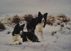 After Steven Townsend (b.1955, British), coloured print, 'Snow Search', Two border collies in