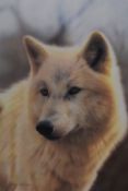 After Steven Townsend (b.1955, British), coloured print, Study of a white wolf, signed to the