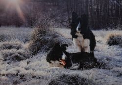 After Steven Townsend (b.1955, British), coloured print, 'Early Light', Two border collie dogs,