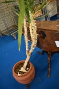 A Yukka plant with pot