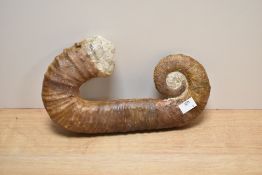 A heteromorph ammonite, measuring 28cm long