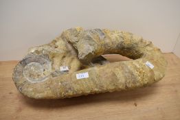 A large fossilised Ammonite, of geological interest, approx 52cm width.