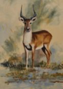 20th Century School, oil on board, An amateur study of an antelope, framed, measuring 33cm x 48cm