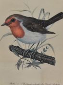 After Charles Frederick Tunnicliffe (1901-1979, British) and David Andrews (b.1938, British),