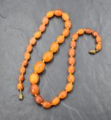A graduated butterscotch amber bead necklace, having thirty seven beads, approximately 2cm to 1cm in