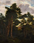19th Century British School, oil on canvas, Tall pine trees beneath a cloudy, blue sky, signed