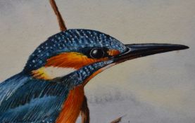 Ian Griffiths (20th Century, British), gouache, A Kingfisher, signed to the lower centre, framed,