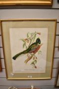 A coloured print of an exotic bird titled Trogon Ambiguus.