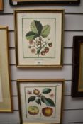 Two French coloured prints of botanical and fruit studies.
