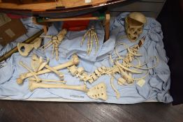 A rare and interesting Adam Rouilly London students Osteology & Anatomy specimen half human female
