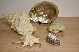 A mid-20th Century lustred abalone shell, measuring 19cm long, two Conch shells, a Cowrie shell, and