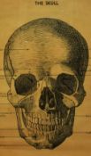 20th Century, print, 'The Skull, Anterior View of Skull', from the Cavellini Papers & Co., framed,