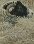 After Alan Stones (b.1947, British), coloured print, 'Swaledale', a portrait of a sheep, framed,