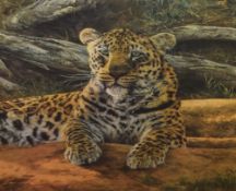 After Anthony Gibbs (b.1951, British), coloured lithograph, 'Dawn's First Scent', a resting leopard,