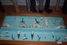 A display case containing seagull and fox skulls