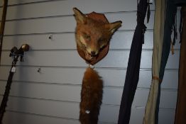 A taxidermy fox mask and brush mounted on a wooden wall hanging shield