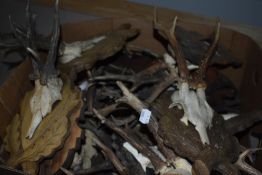 A Box cotaining approx twenty sets of roe deer antlers mostly mounted on wooden plinths