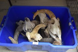 A box of 5 skulls with horns attached