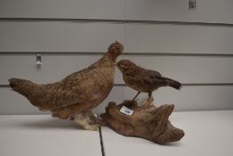 A taxidermy study of a female black grouse (grey hen) which has come off its mount and a mounted