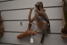 A taxidermy study of a Jay perched on a branch