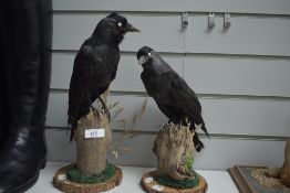 Two taxidermy studies of jackdaws perched on a stumps