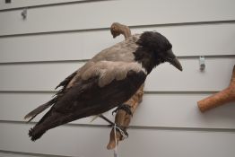 A taxidermy study of a hooded crow perched on a branch