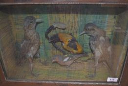 A victorian taxidermy display of four birds including a chaffinch