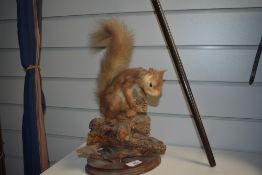 A taxidermy study of a red squirrel mounted on a plinth