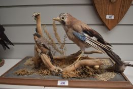 A taxidermy study of a Jay and bullfinch perched on adjoining branches
