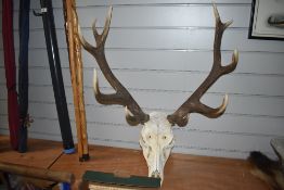 A large pair of antlers and skull