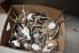 A Box cotaining approx twenty sets of roe deer antlers mostly mounted on wooden plinths